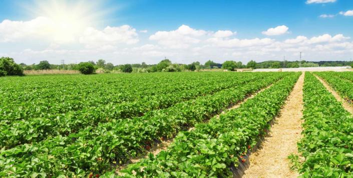 Agricultural Value Chain Analysis